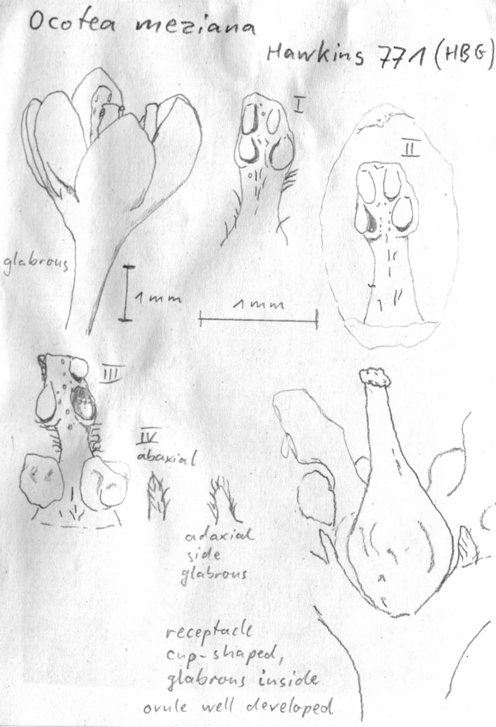 Vorschaubild Ocotea meziana C.K. Allen